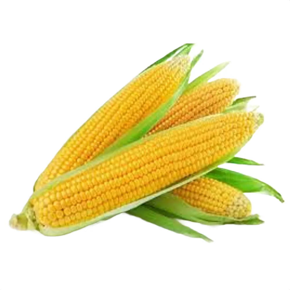 Sweet Corn 500GM
