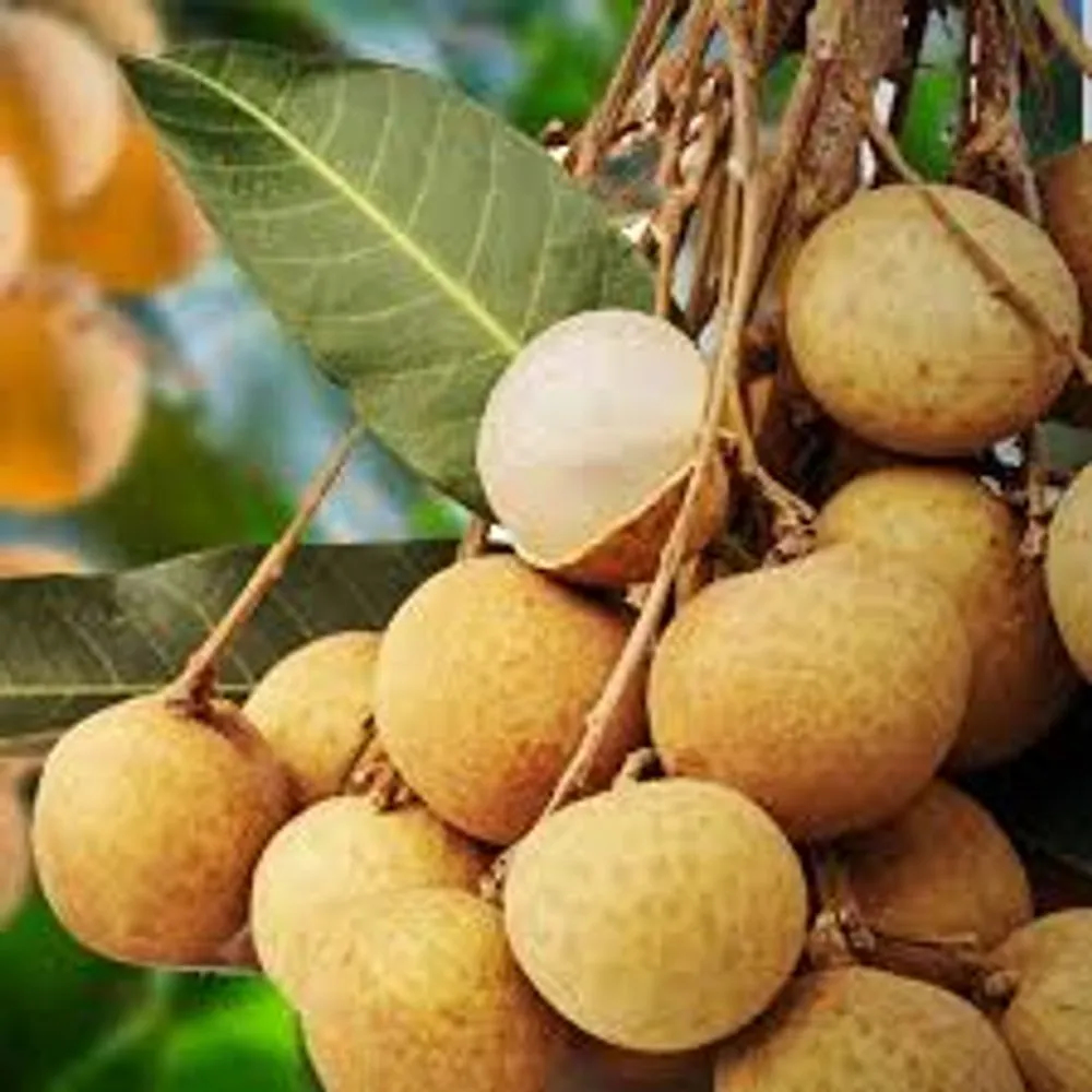Longan 500GM